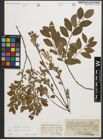 Foto von Salix starkeana Willd.